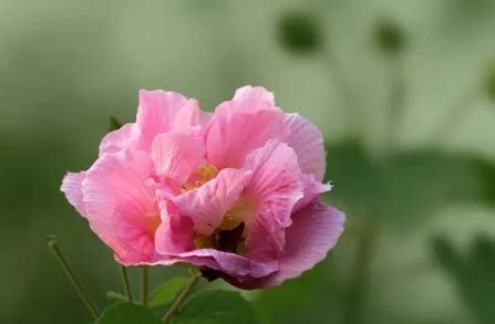 芙蓉是什麼花